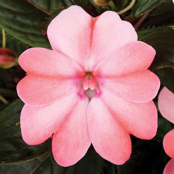 Бальзамин новогвинейский Санпатиенс светло-розовый - Impatiens New Guinea SunPatiens Blush Pink