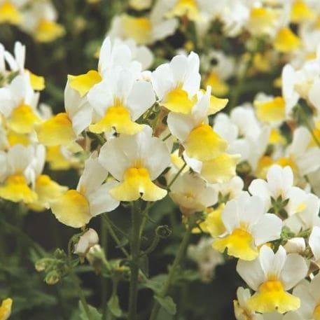 Немезия белая с желтым цветком - Nemesia Ferry Kisses Citrine