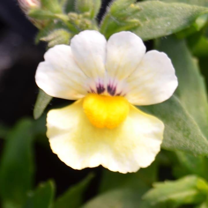 Немезия лимонно-белая - Nemesia Lemon White