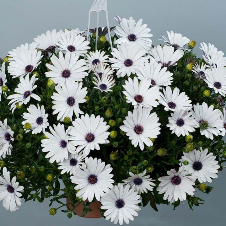 Остеоспермум белый ампельный - Osteospermum Erato Basket Pure White