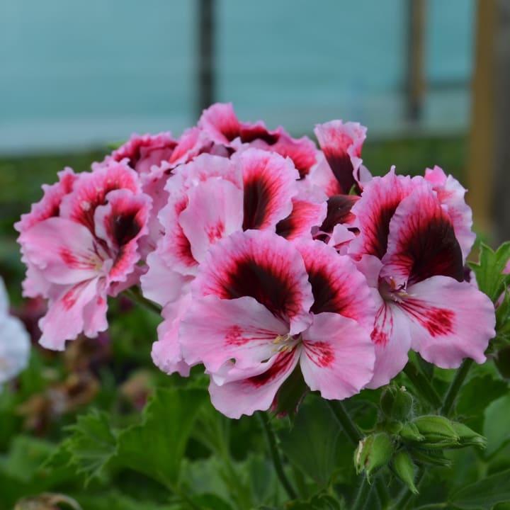 Пеларгония королевская (крупноцветковая, английская) пурпурно-розовая - Pelargonium Grandiflorum Elegance David