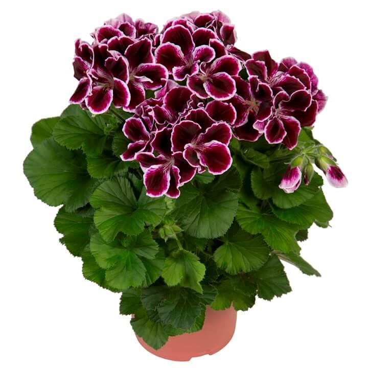 Пеларгония королевская (крупноцветковая, английская) темно-пурпурная с белым ободком - Pelargonium Grandiflorum Elegance Imperial