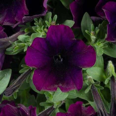 Капелла (петуния гибридная) темно-фиолетовая - Petunia Capella Mullberry