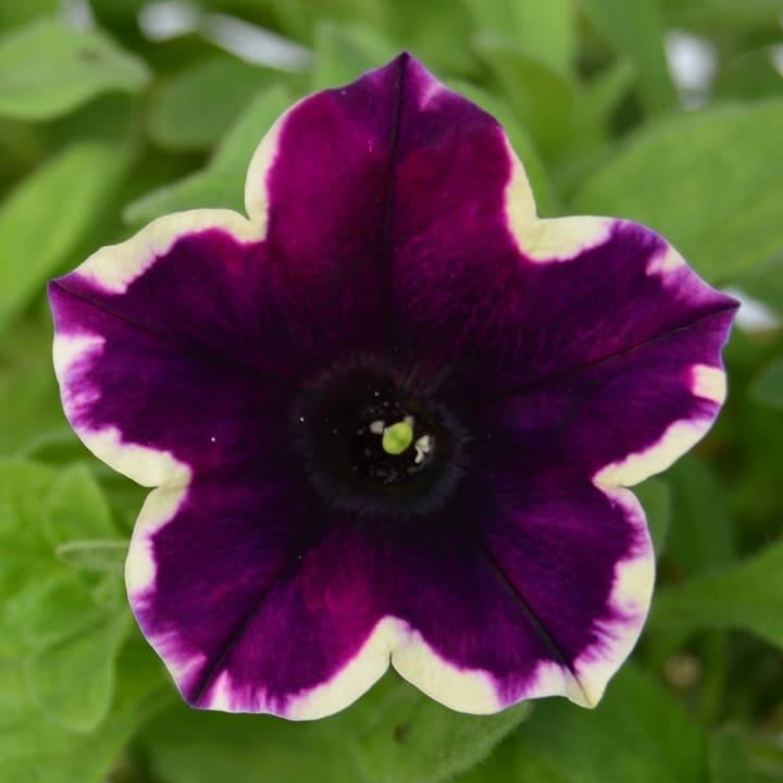 Петуния гибидная каскадная темно-фиолетовая с кремовым ободком - Petunia Cascadias Rim Magenta