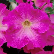 Фанфара (петуния гибридная) темно-розовая - Petunia Fanfare Cherry Blossom