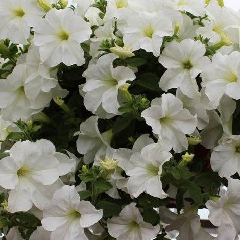 Фанфара (петуния гибридная) белая - Petunia Fanfare White