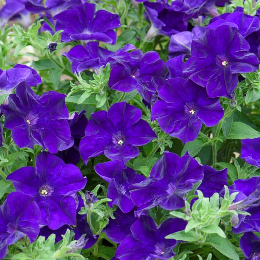 Петуния OVATION Blue Velvet - Petunia OVATION Blue Velvet