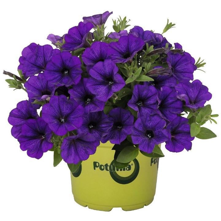 Потуния (петуния гибридная) сине-фиолетовая - Petunia Potunia Piccola Cobalt Blue