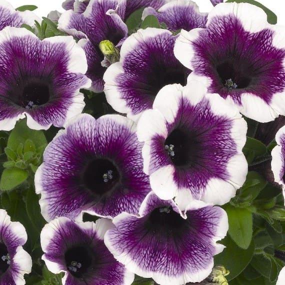 Потуния (петуния гибридная) фиолетовая с белым ободком - Petunia Potunia Plus Purple Halo