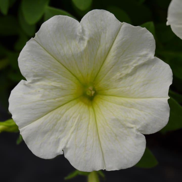 Потуния (петуния гибридная) белая с желтыми прожилками - Petunia Potunia Plus White