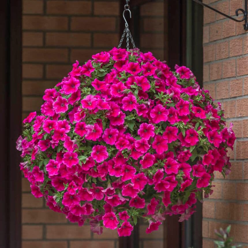 Петуния PRESTO Hot Rose Pink - Petunia PRESTO Hot Rose Pink