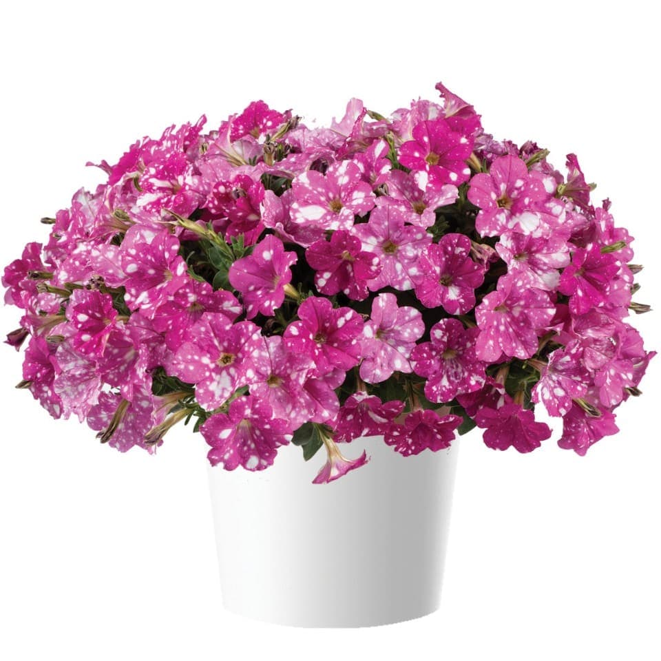 Петуния SPLASH DANCE Rumba Rose - Petunia SPLASH DANCE Rumba Rose