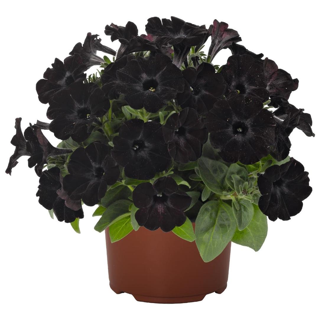 Светуния (петуния гибридная) черная - Petunia Sweetunia Black Satin