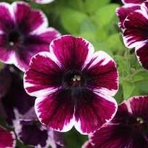 Светуния (петуния гибридная) темно-пурпурная с белым ободком - Petunia Sweetunia Miss Marvelous