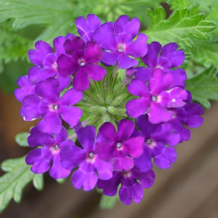 Вербена фиолетовая - Verbena Empress Sun Violet
