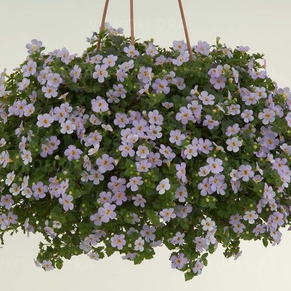 Бакопа нежно-фиолетовая от производителя. Bacopa Guliver Blue Sensation ...