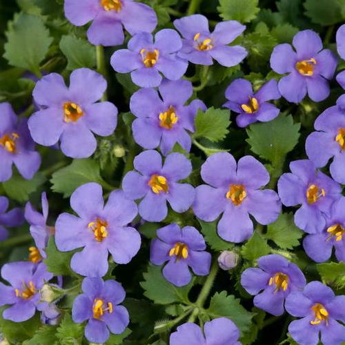 Бакопа синяя от производителя. Bacopa Scopia Gulliver Blue купить оптом ...
