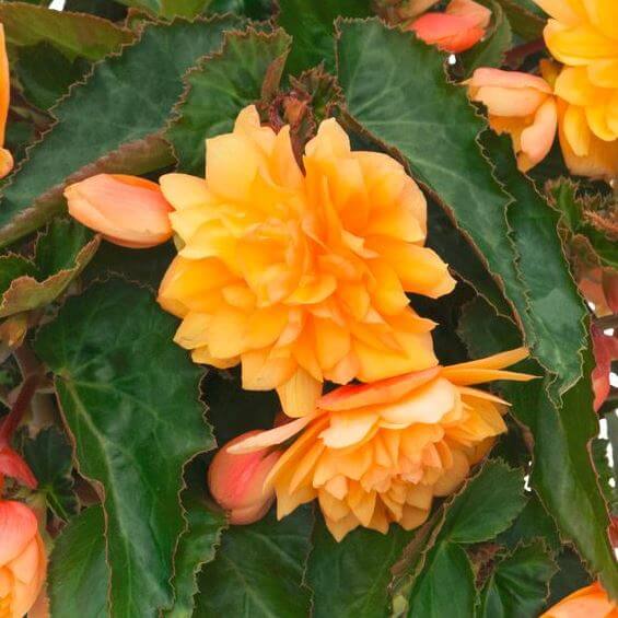 Бегония ампельная нежно-оранжевая от производителя. Begonia Belleconia ...