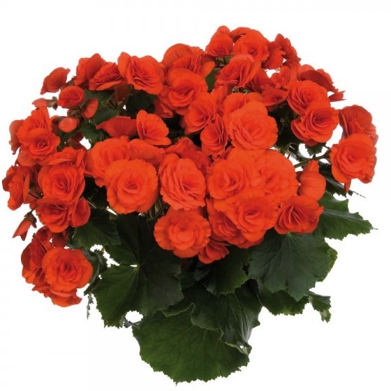 Бегония элатиор морковно-красная от производителя. Begonia Elatior ...