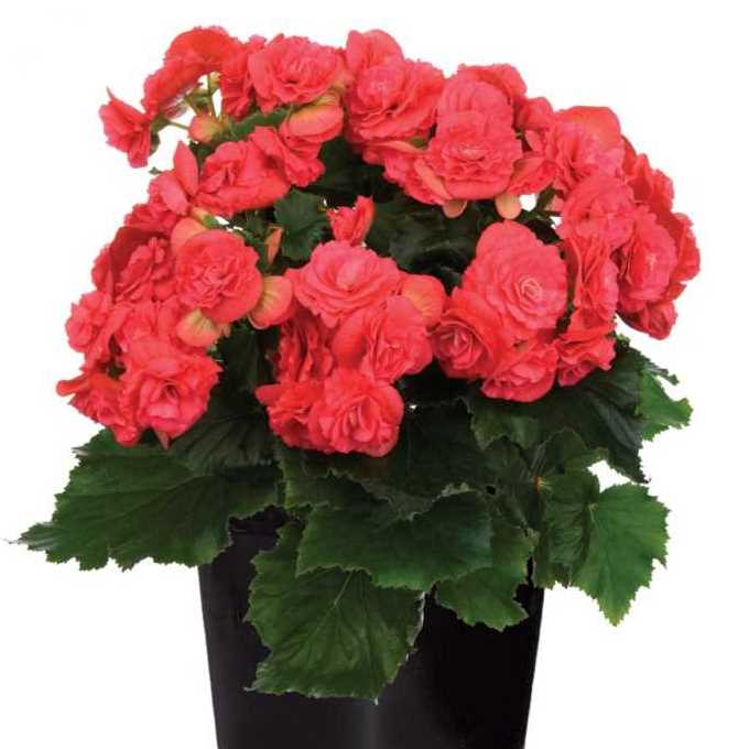Бегония элатиор розовая от производителя. Begonia Elatior Binos Pink ...