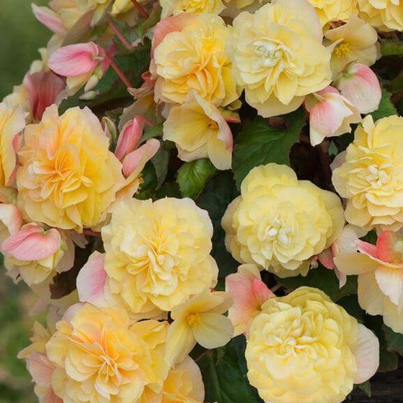 Бегония ампельная желтая от производителя. Begonia Sweetspice Yellow ...