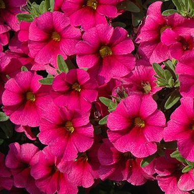 Калибрахоа розовая от производителя. Calibrachoa Aloha Kona Pink купить ...