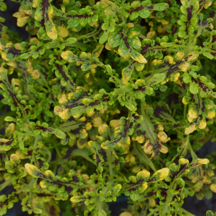 Колеус "Зеленый дракон" от производителя. Coleus Dragon Green купить ...