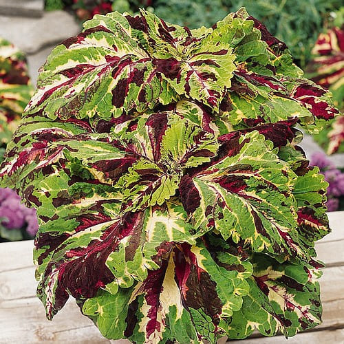 Колеус Kong Mosaic от производителя. Coleus Kong Mosaic купить оптом и ...