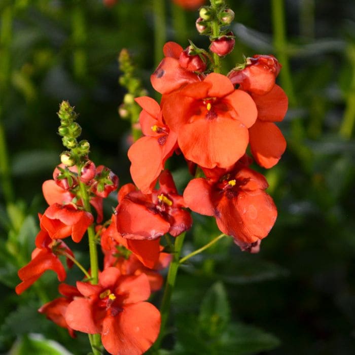Диасция красная от производителя. Diascia Trinity Sunset купить оптом и ...