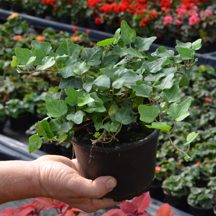 Плющ обыкновенный зеленый от производителя. Hedera Helix Green купить ...