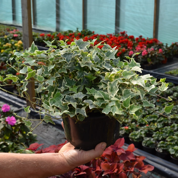 Плющ обыкновенный зелено-белый от производителя. Hedera Helix Green ...