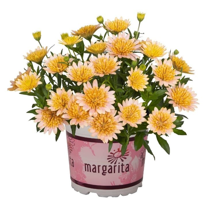 Остеоспермум лососевый махровый от производителя. Osteospermum ...