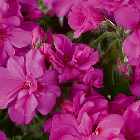 Пеларгония ампельная аметистовая от производителя. Pelargonium Peltatum ...