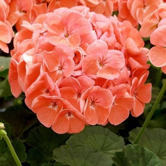 Пеларгония зональная оранжевая от производителя. Pelargonium Zonale ...