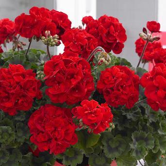 Пеларгония зональная темно-красная от производителя. Pelargonium Zonale ...