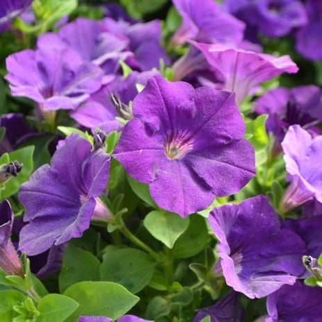 Капелла (петуния гибридная) сине-фиолетовая от производителя. Petunia ...