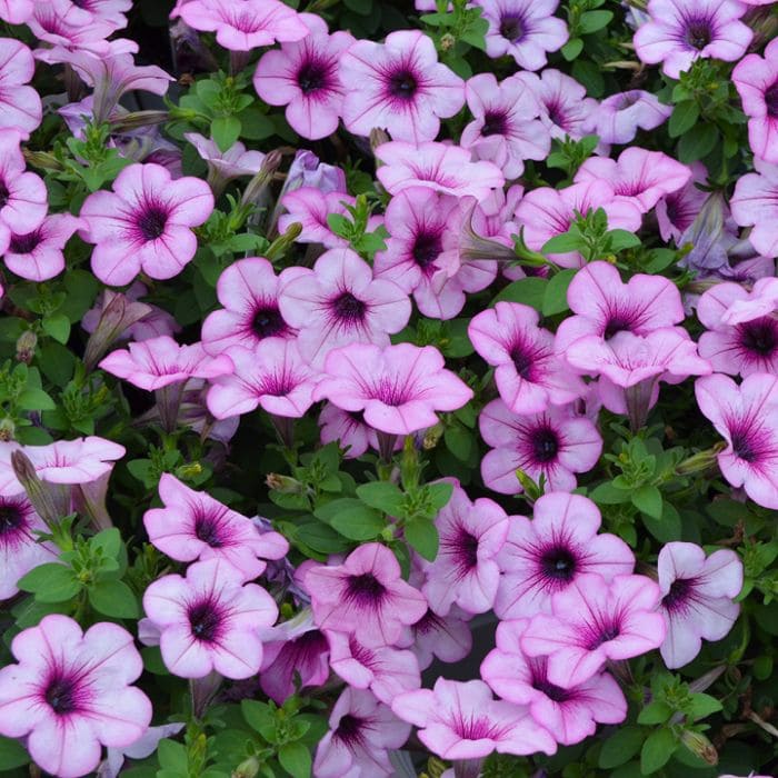 Капелла (петуния гибридная) сиреневая от производителя. Petunia Capella ...