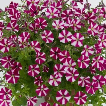 Литлтуния (петуния гибридная) карминово-белая от производителя. Petunia ...