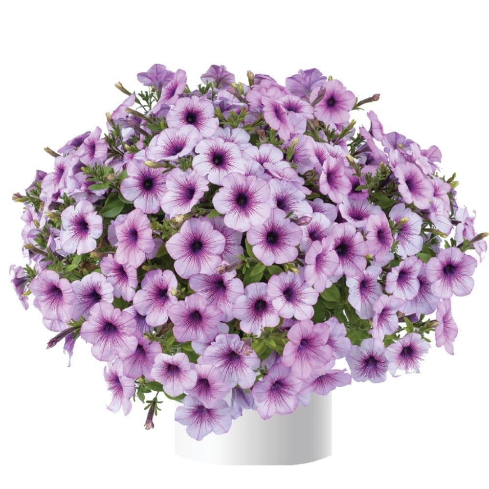 Петуния Рэй фиолетово-пурпурная от производителя. Petunia Ray Purple ...