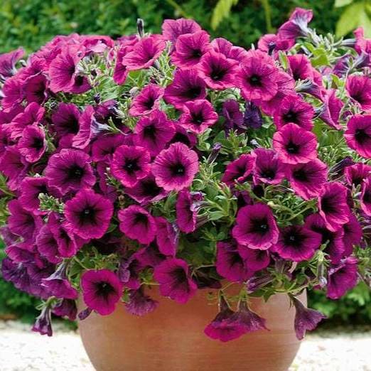 Петуния Супертуния фиолетовая от производителя. Petunia Supertunia ...