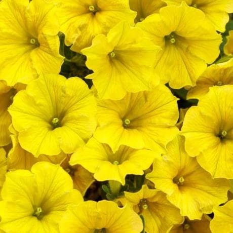 Петуния Супертуния желтая от производителя. Petunia Supertunia Mini ...