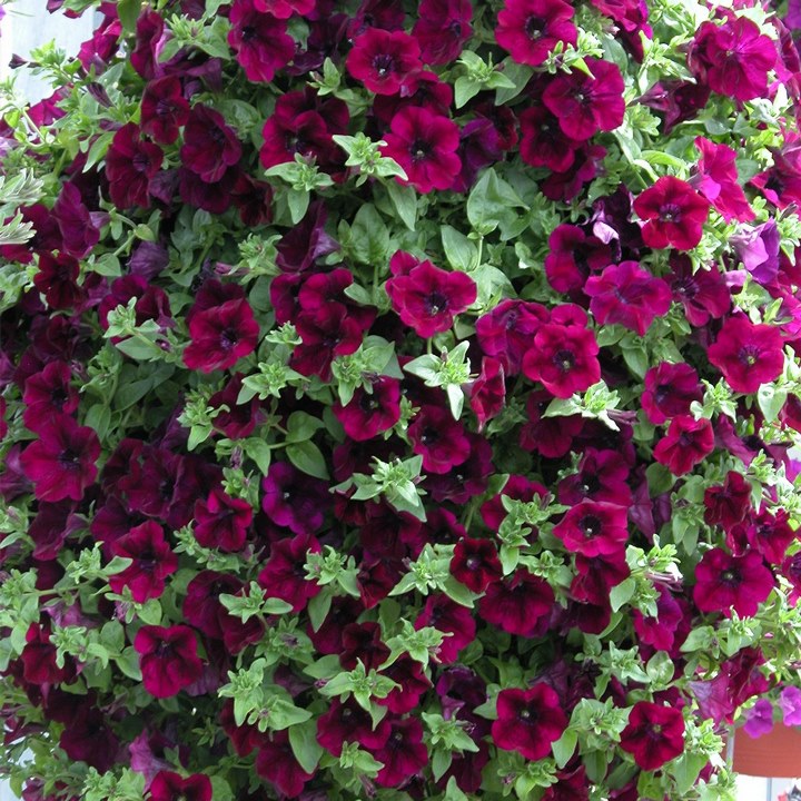 Сурфиния Burgundy от производителя. Petunia Surfinia Burgundy купить ...