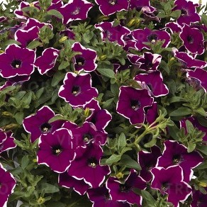 Петуния гибридная цвета маджента от производителя. Petunia Surprise ...