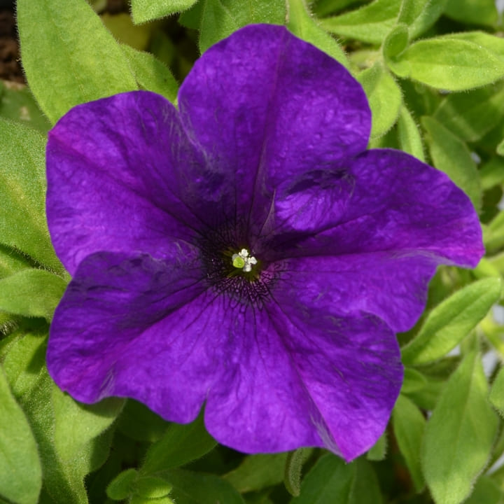 Сурфиния синяя от производителя. Petunia Surfinia Giant Blue купить ...