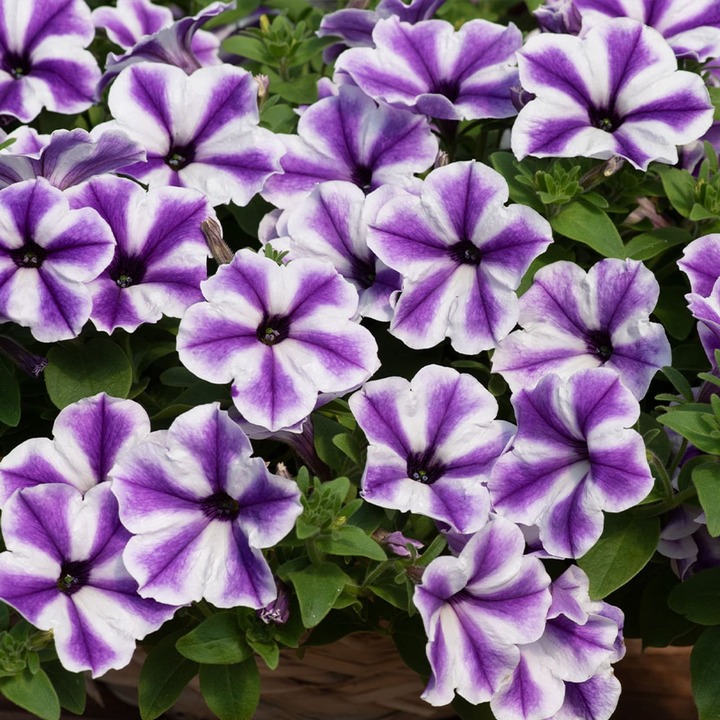 Сурфиния фиолетовая с белой звездой от производителя. Petunia Surfinia ...