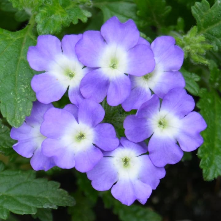 Вербена голубая от производителя. Verbena Empress Sun Lavender Charme ...