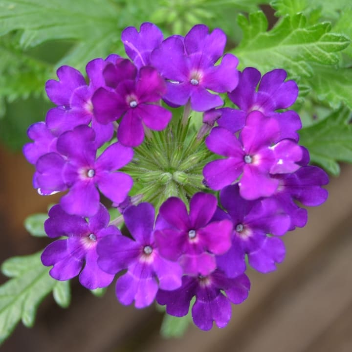 Вербена фиолетовая от производителя. Verbena Empress Sun Violet купить ...