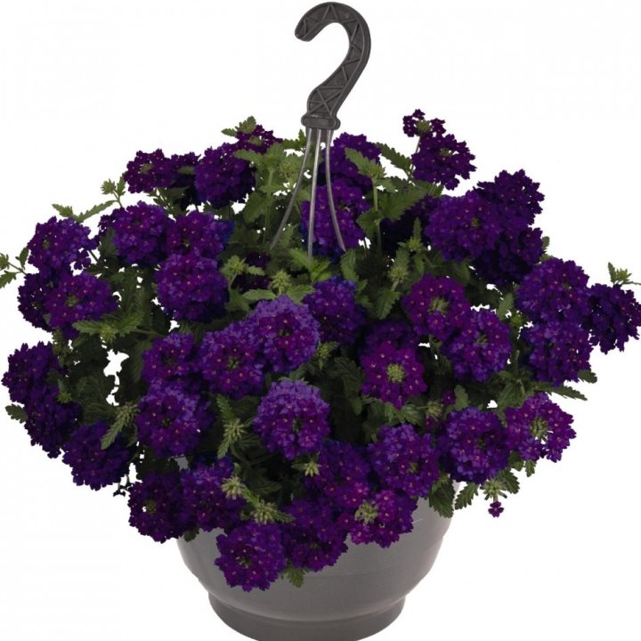 Вербена фиолетовая (вербенник) от производителя. Verbena Lindolena Blue ...
