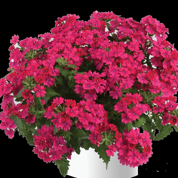 Вербена ампельная Vanessa compact Neon Pink от производителя. Verbena ...
